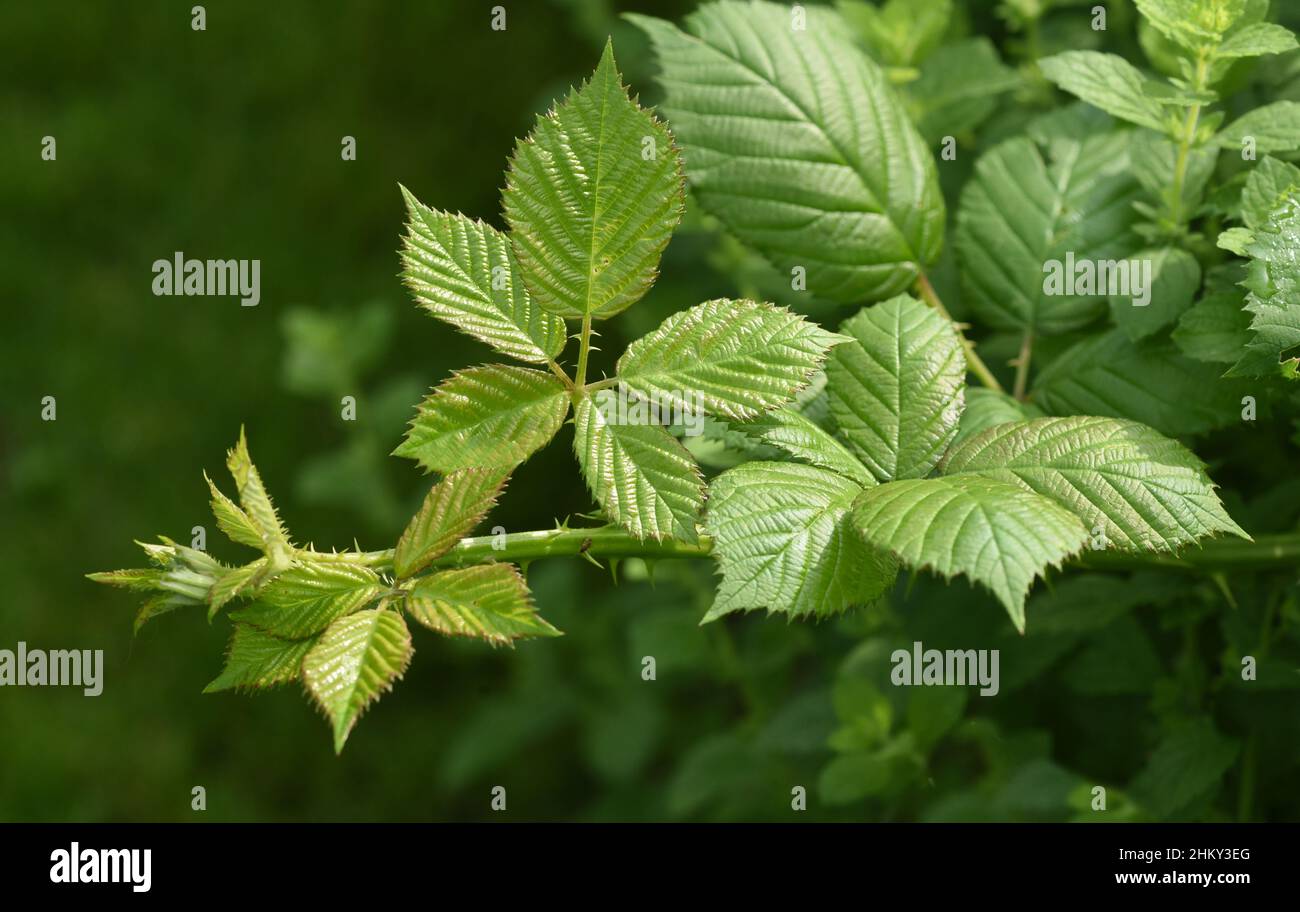 Brombeerblaetter, Rubus fructicosa, werden als Heilpflanzenzutaten verwendet. Blackberry leaves, Rubus fructicosa, are used as medicinal plant ingredi Stock Photo