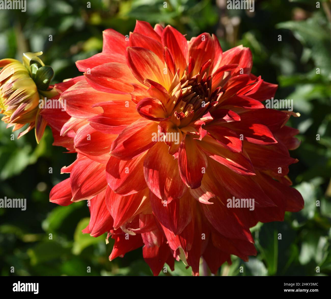 Dekorative Dahlien, auch Schmuckdahlie genannt, sind wunderschoene Sommerblumen. Decorative dahlias, also known as ornamental dahlias, are beautiful s Stock Photo
