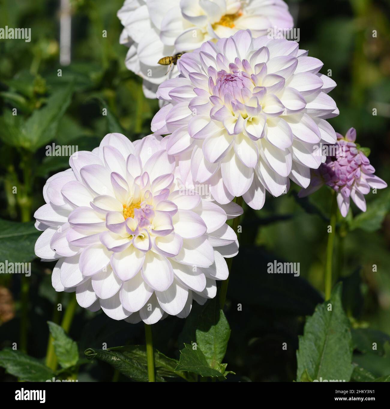 Dekorative Dahlien, auch Schmuckdahlie genannt, sind wunderschoene Sommerblumen. Decorative dahlias, also known as ornamental dahlias, are beautiful s Stock Photo