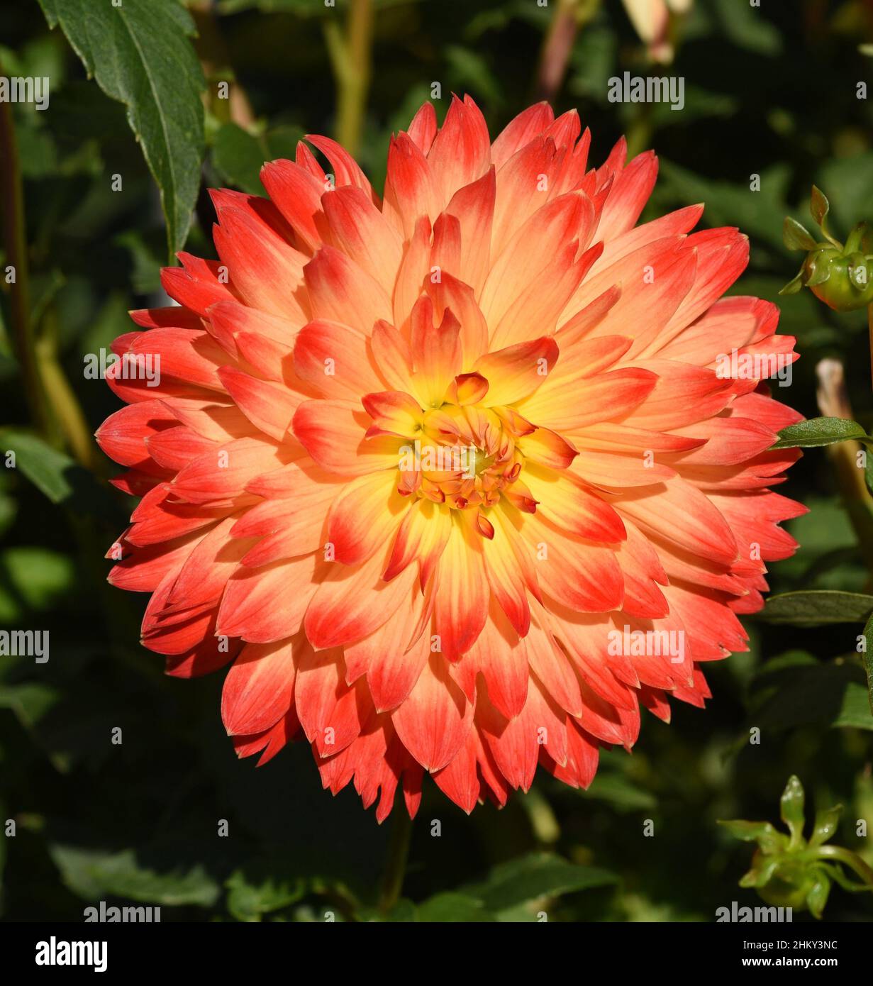 Dekorative Dahlien, auch Schmuckdahlie genannt, sind wunderschoene Sommerblumen. Decorative dahlias, also known as ornamental dahlias, are beautiful s Stock Photo