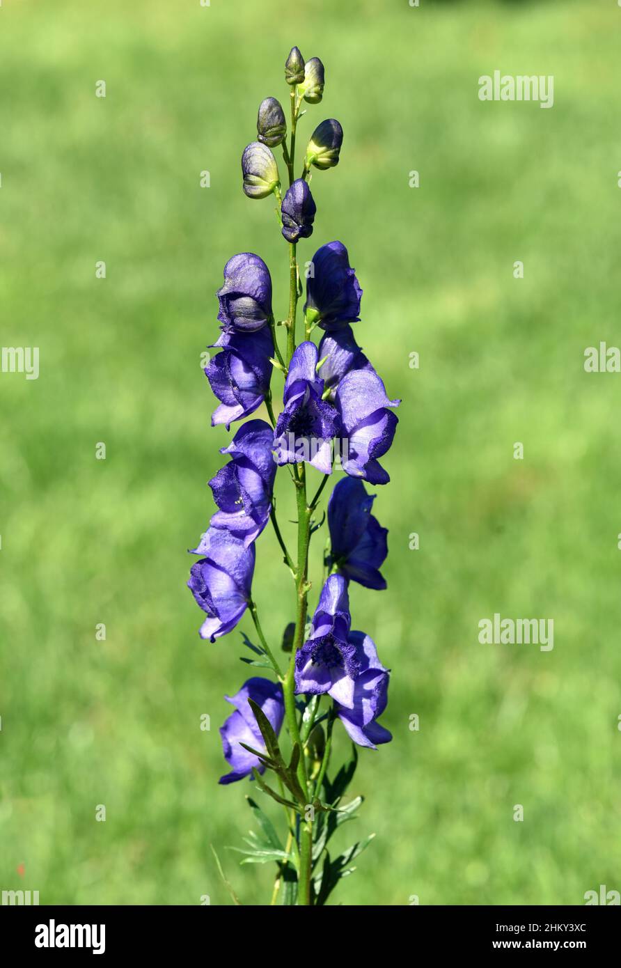 Eisenhut, Aconitium Napellus ist eine Gift- und Heilpflanze mit blauen Blueten. Monkshood, Aconitium napellus is a poisonous and medicinal plant with Stock Photo