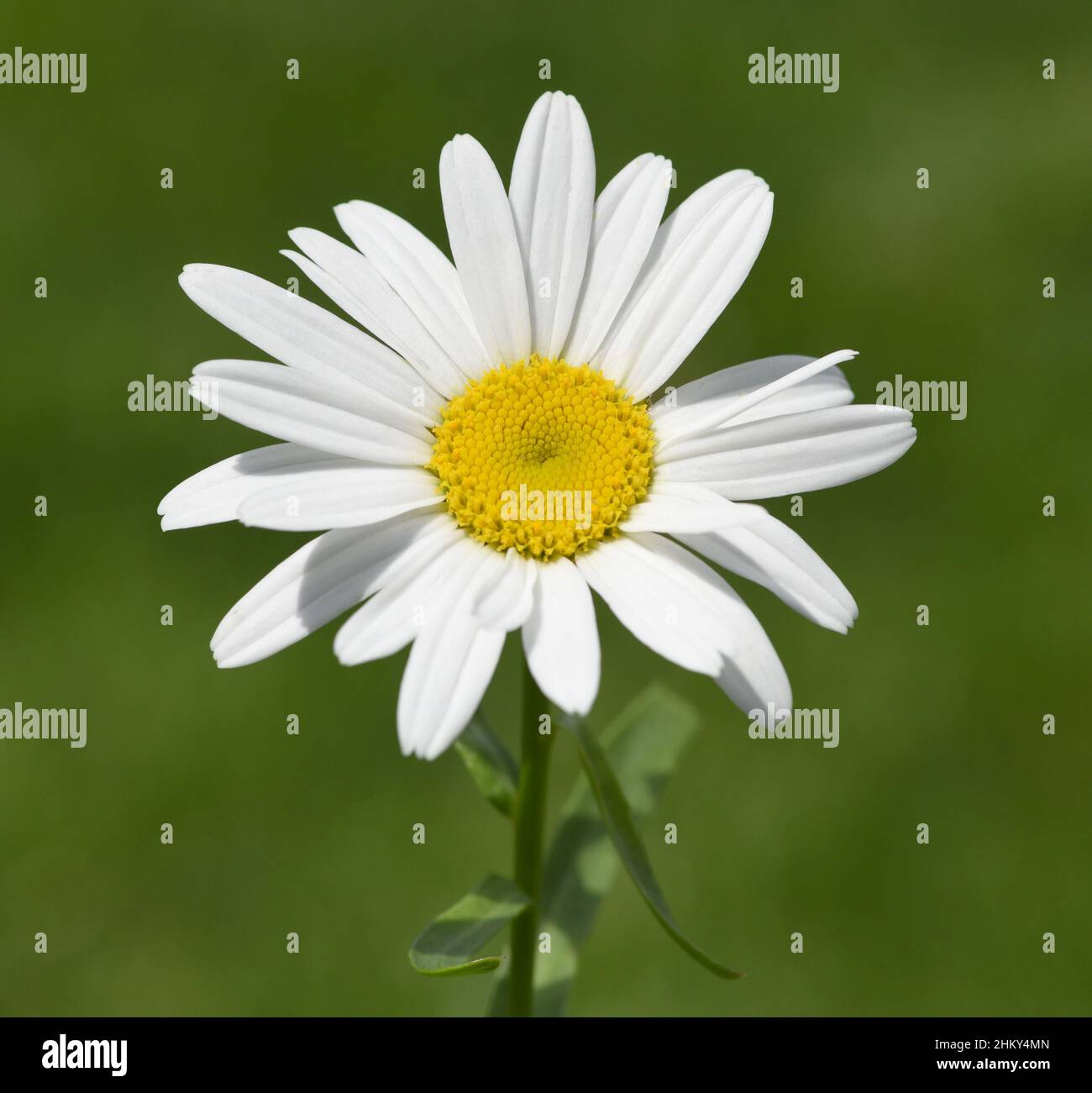 Margeriten bilden einfache Blueten aus, sind Pollenspender fuer Bienen und locken Schmettlinge an. Sie bluehen von Mai bis Oktober. Daisies form simpl Stock Photo