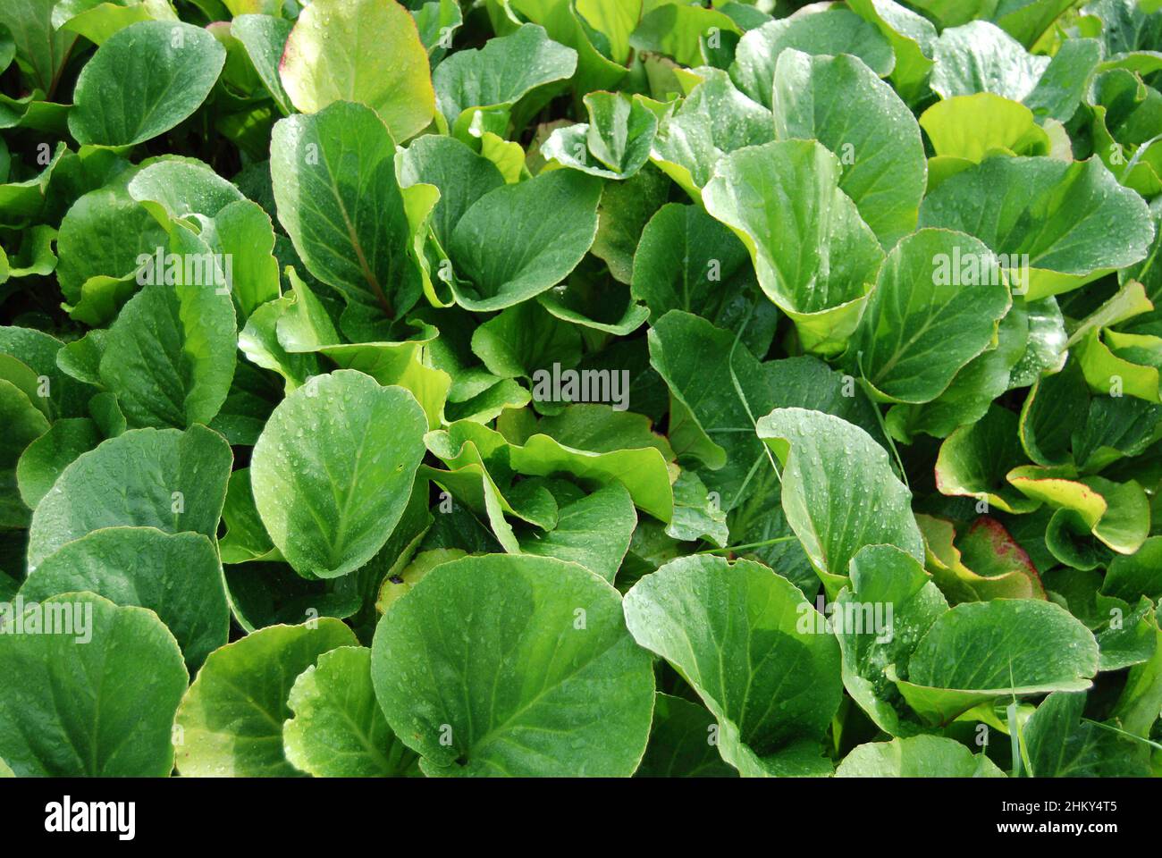 Bergenia cordifolia also named Bergenia crassifolia, the badan, Siberian tea blooming, Stock Photo