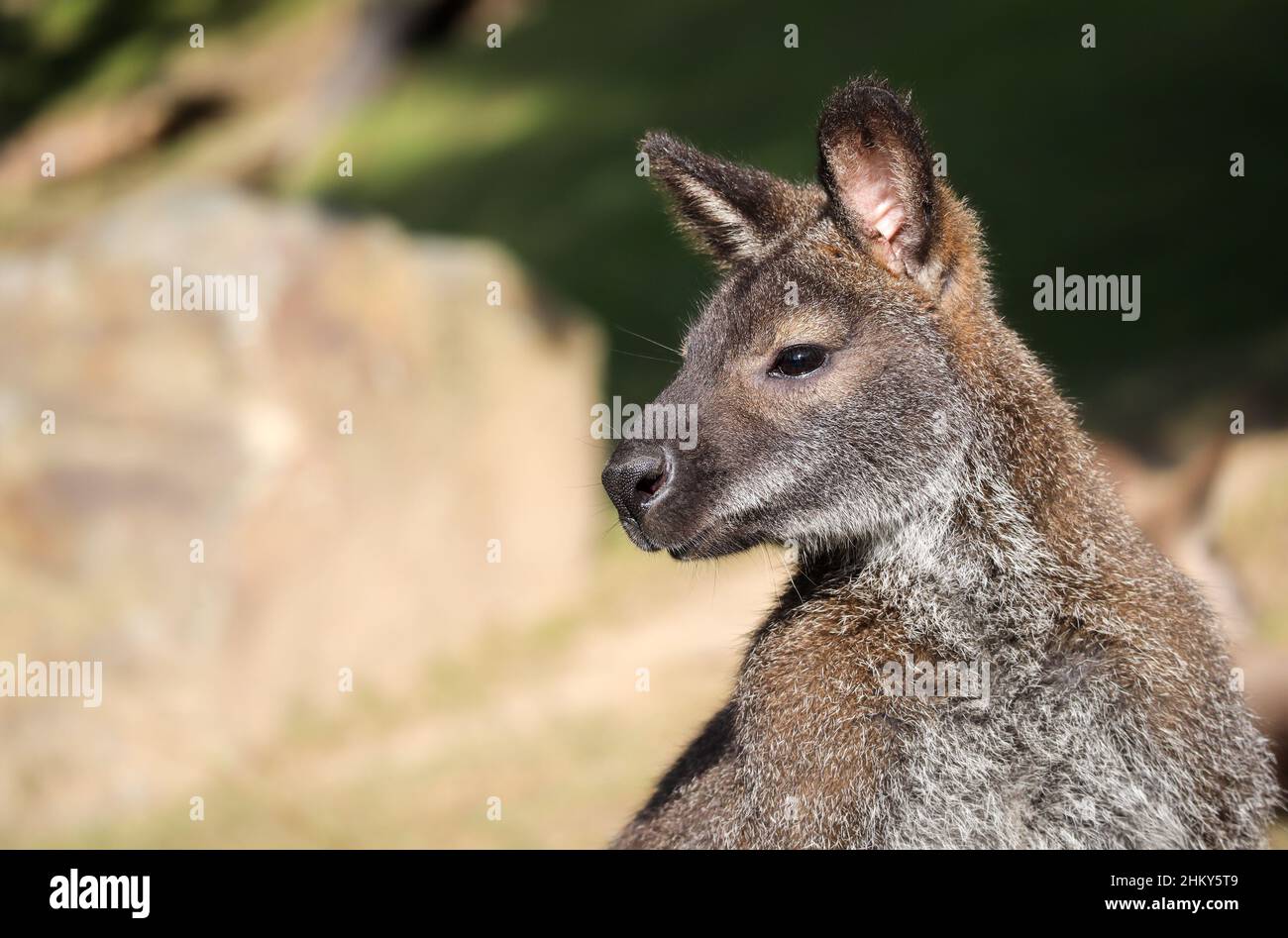 Side Portrait of Red-Necked Wallaby in Zoological Garden. Notamacropus Rufogriseus is a medium-sized Macropod Marsupial. Stock Photo