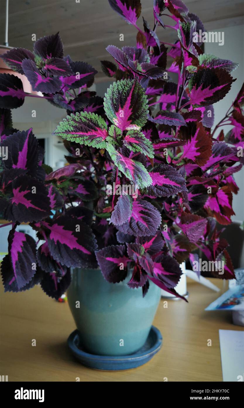 Beautiful flower of Solenostemon scutellarioides at home Stock Photo
