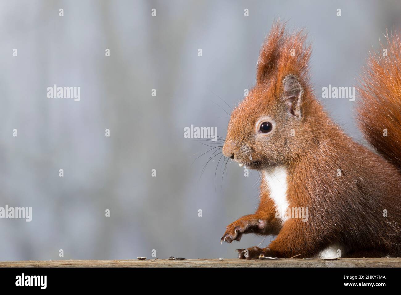 Europäisches Eichhörnchen, Eurasisches Eichhörnchen, Eichhörnchen, frisst Sonnenblumenkerne, Sciurus vulgaris, European red squirrel, red squirrel, L' Stock Photo