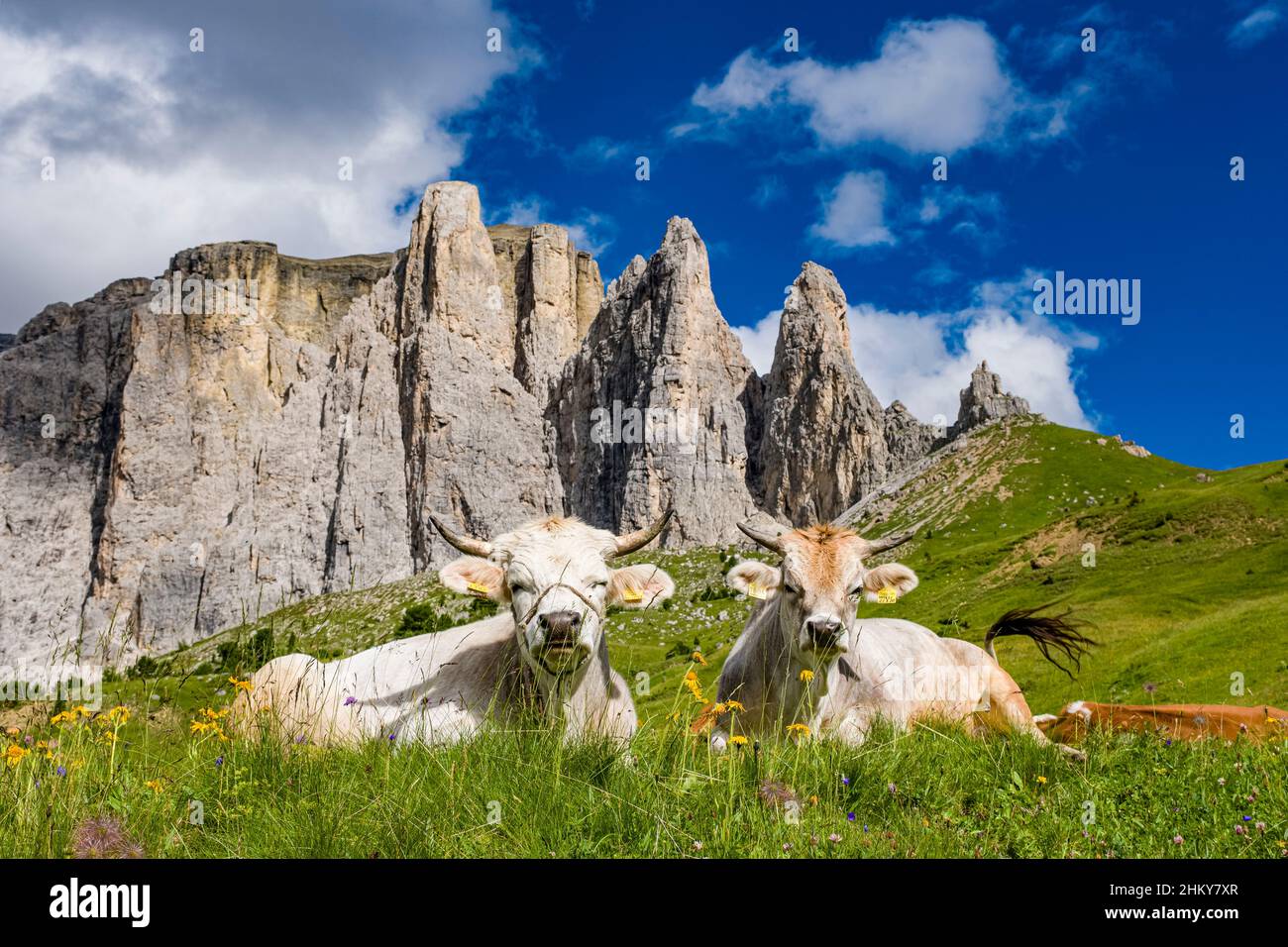 Calfs are grazing on a pasture at Sella Pass, the Sella Towers, four summits in the Sella group, in the distance. Stock Photo