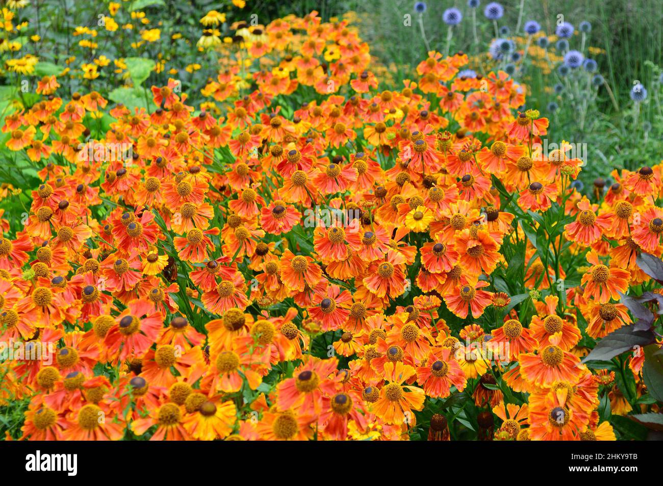 Close up of the summer long flowering herbaceous garden perennial   Helenium Waltraut flowers seen in the border outdoors. Stock Photo