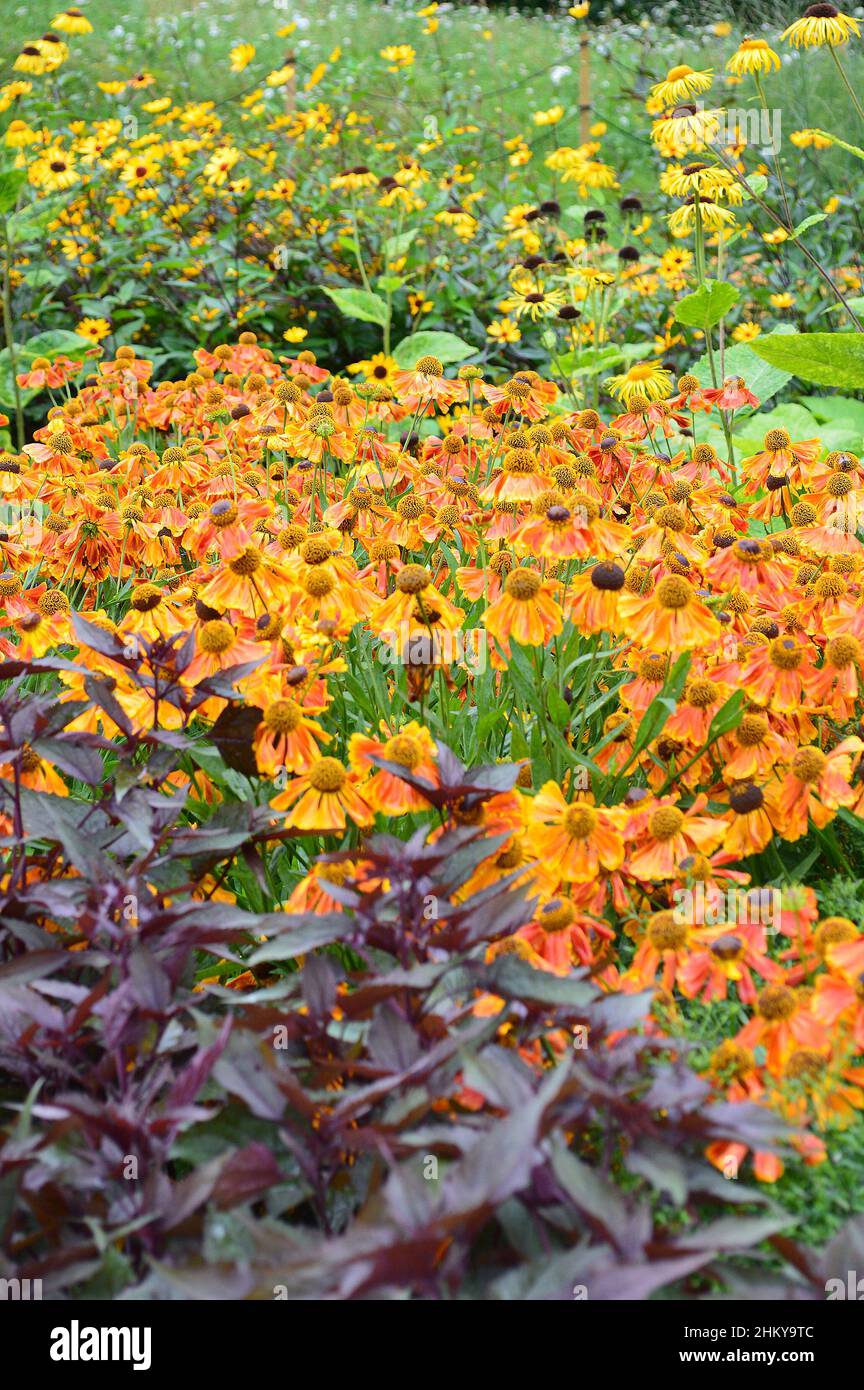 Closeup of the summer long flowering herbaceous perennial garden plant of Helenium Waltraut seen in the border. Stock Photo
