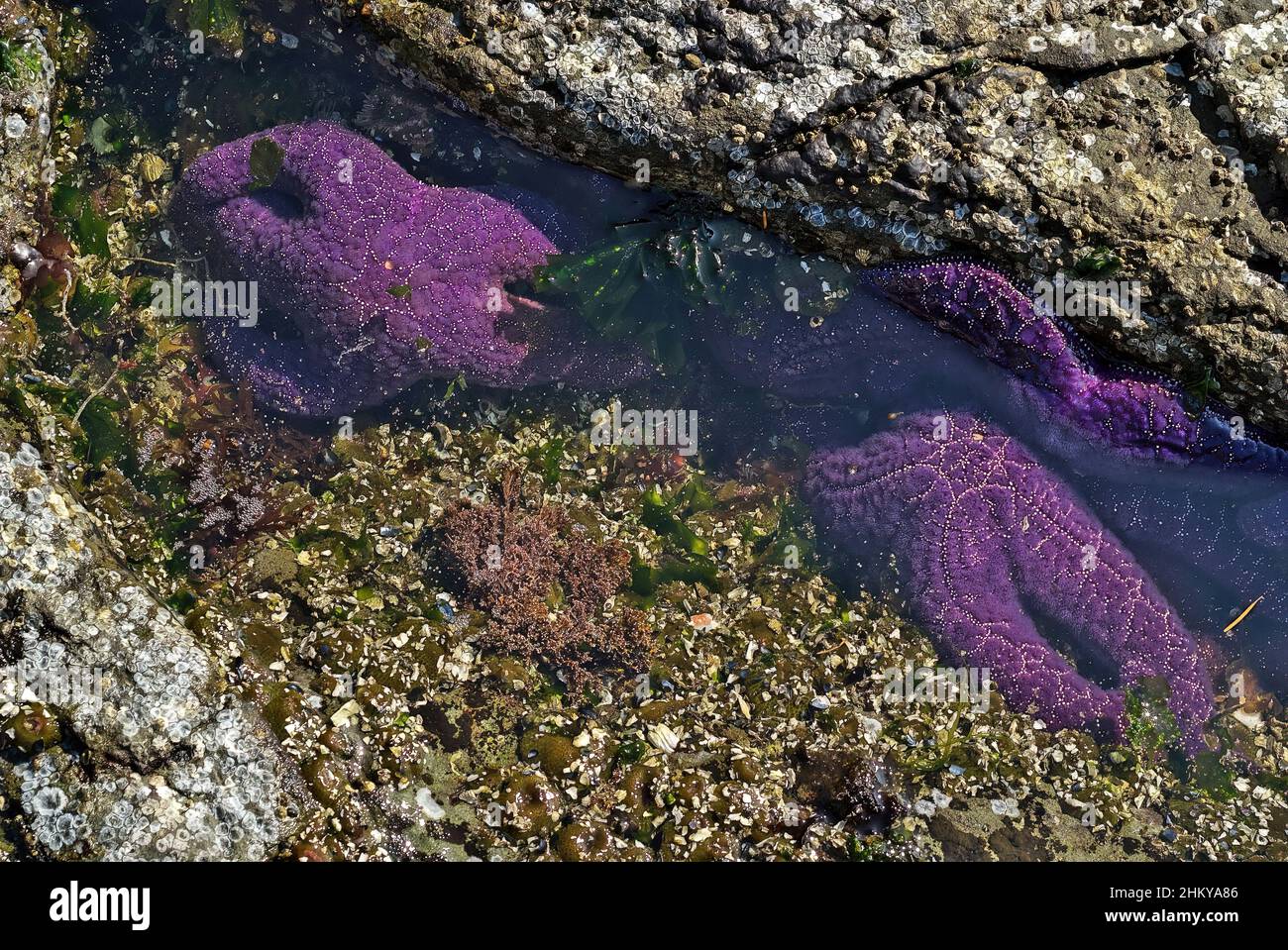 Purple Starfish or Sea Stars in a Tide Pool on Vancouver Island Stock Photo