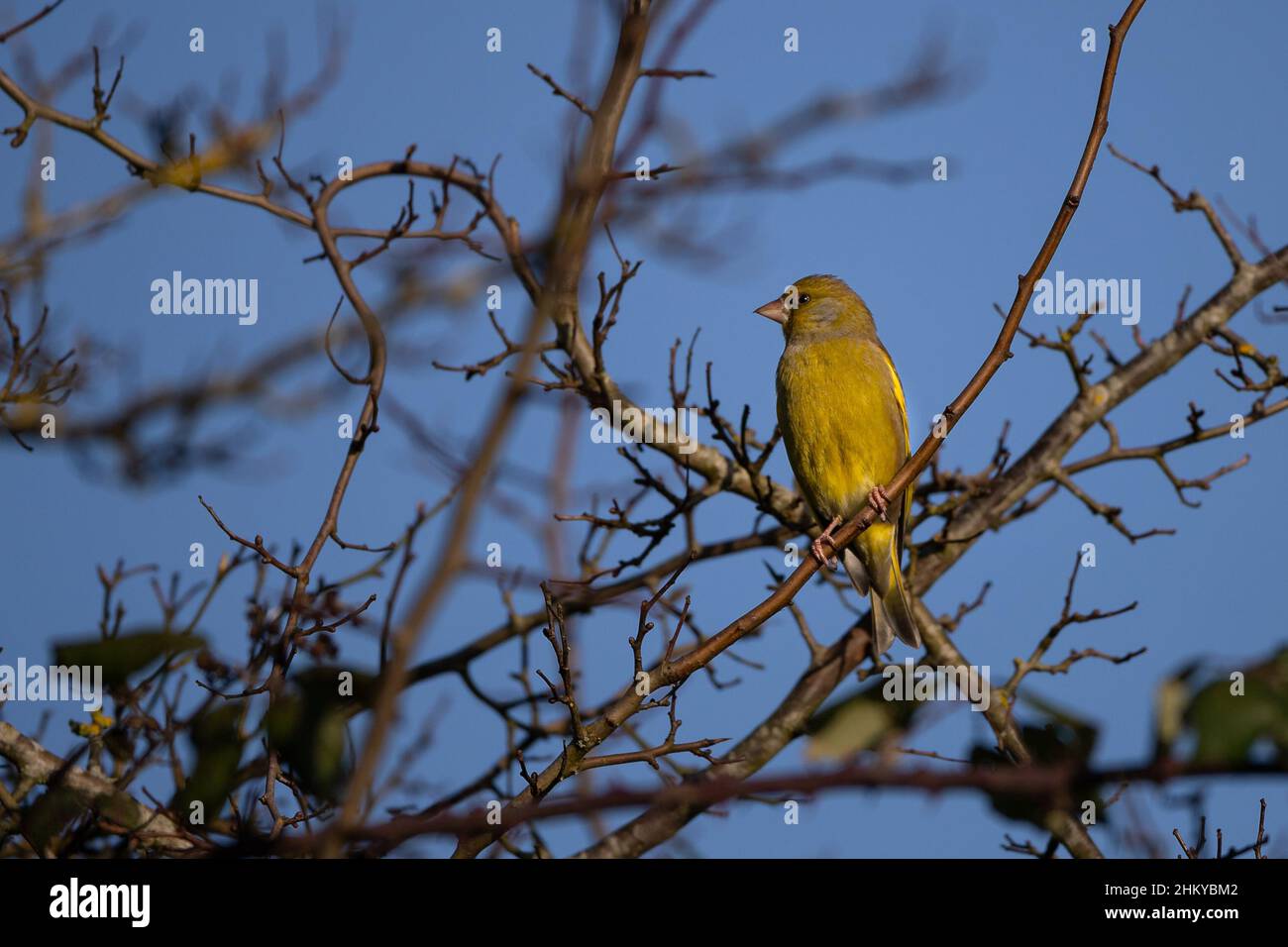 Greenfinch in branches Stock Photo