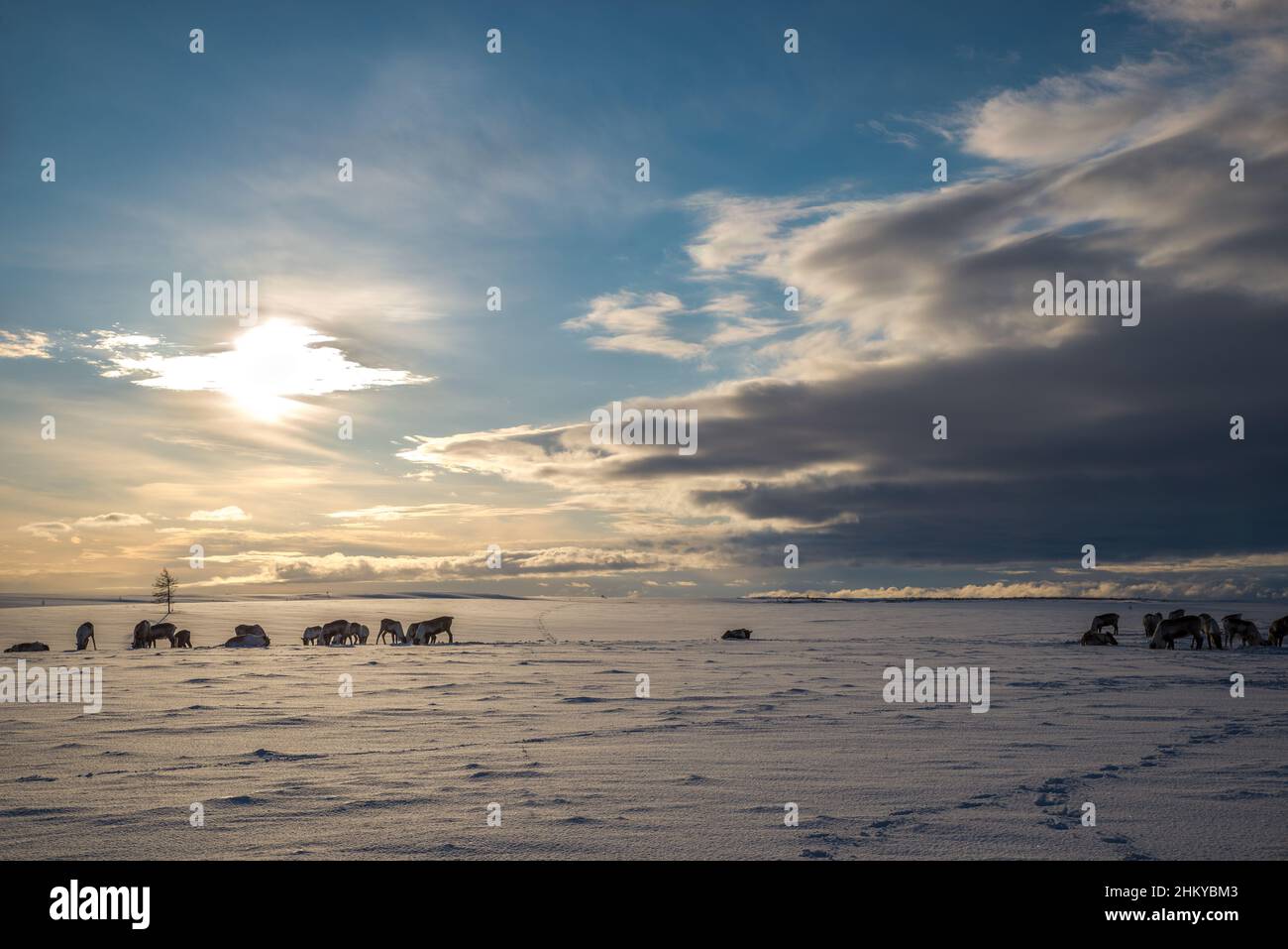 Herds of Nenet reindeers in a snow-white tundra landscape. Yamalo-Nenets Autonomous Okrug, Russia Stock Photo