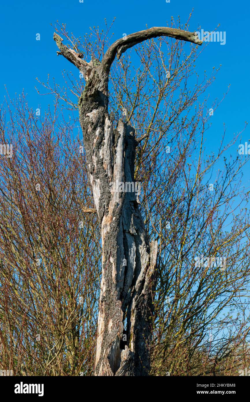 Alter, abgestorbener Baum sieht aus wie ein Steinbock Stock Photo