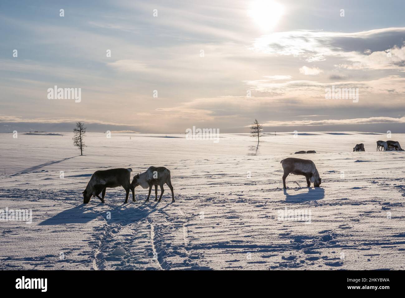 Reindeers of Nenet people on a snow-white tundra landscape. Yamalo-Nenets Autonomous Okrug, Russia Stock Photo