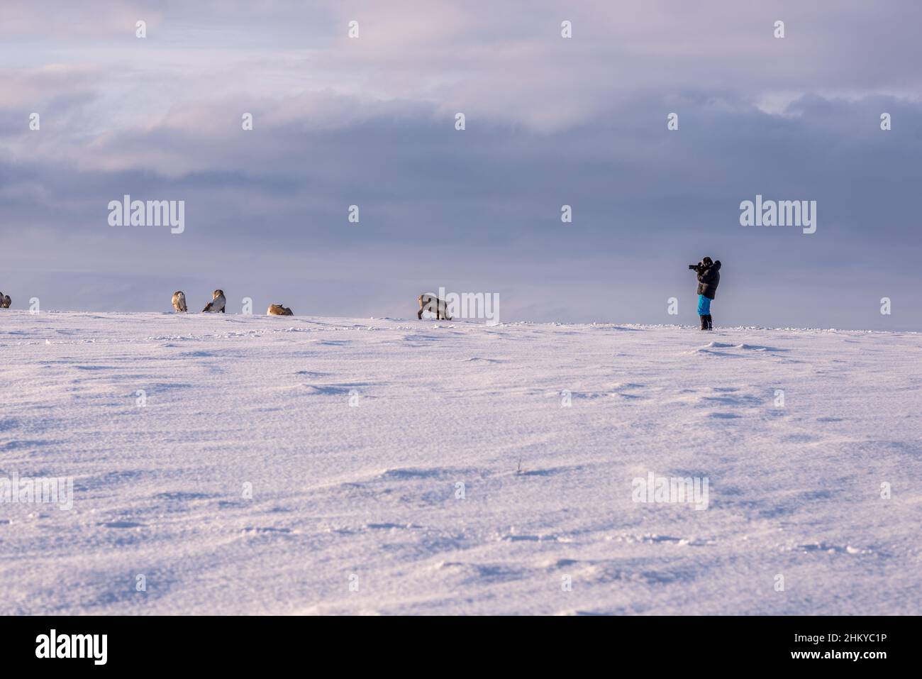 A tourist taking pictures to a herd of reindeers in a snow-white tundra landscape. Yamalo-Nenets Autonomous Okrug, Russia Stock Photo