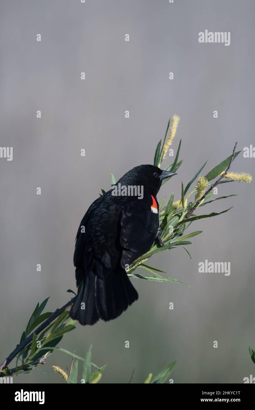 Red-Winged Blackbird perched on a branch in New York Stock Photo