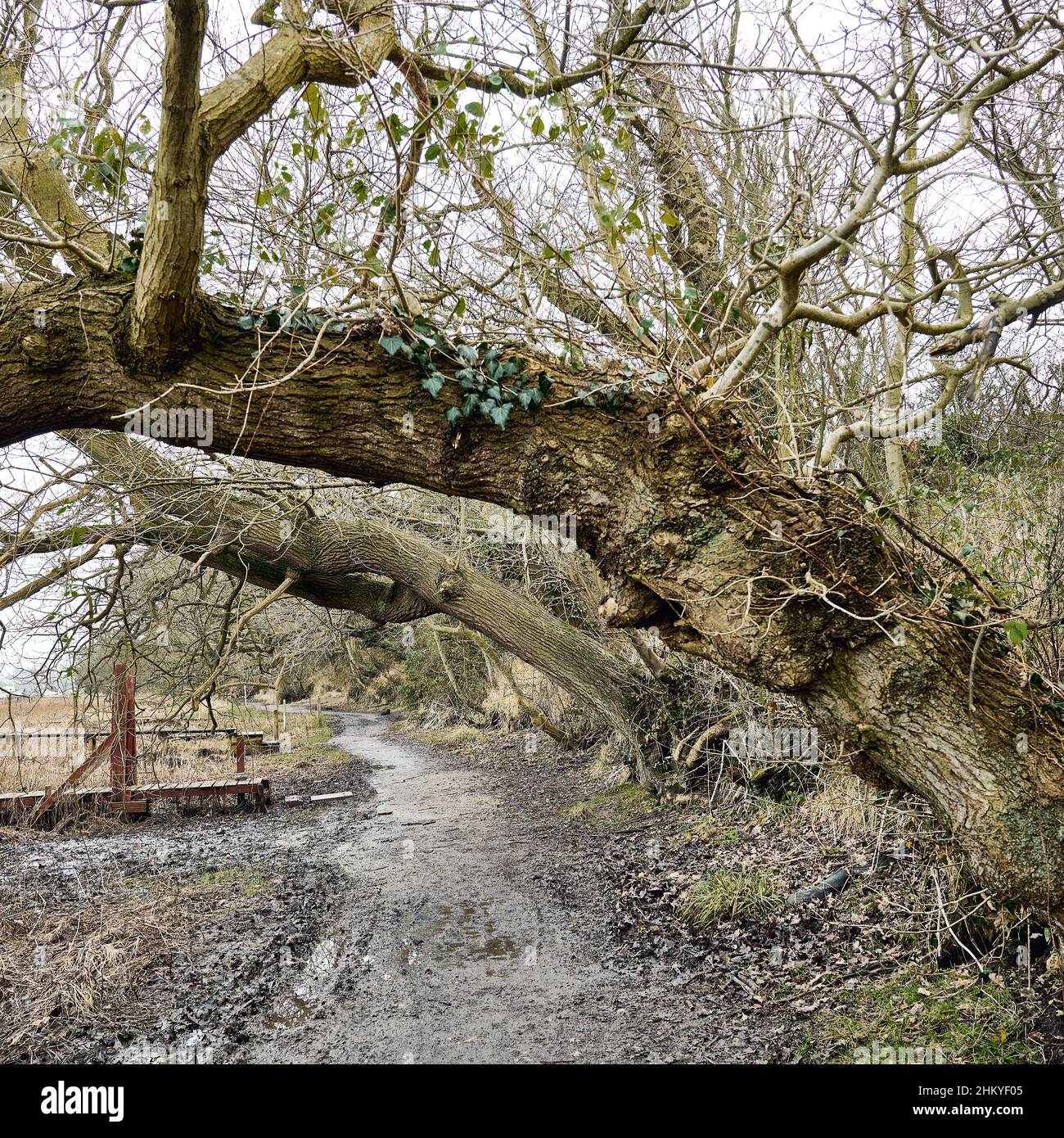 Trees about to topple over onto path because of soil erosion Stock Trees about to topple over onto path because of soil erosion Stock