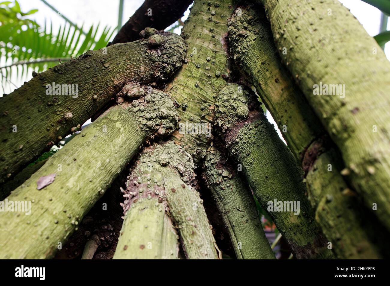 Pandanus reflexus is often referred to as a palm tree on stilts in a Moscow pharmacy garden Stock Photo