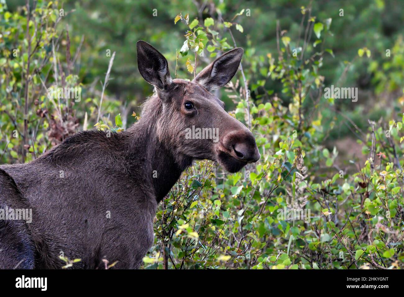 Young Moose cow grazing in the forest Stock Photo