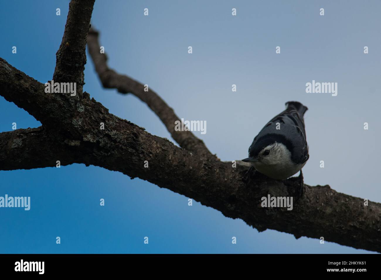 White-Breasted Nuthatch leaning over tree branch Stock Photo