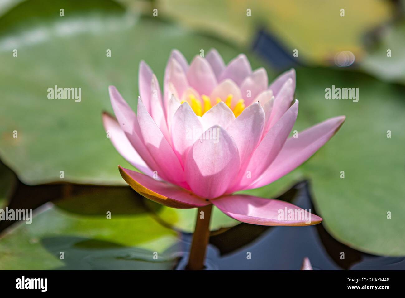 Zagreb, Croatia – August 2021. water lily flowers in bloom on the botanical garden lake Stock Photo