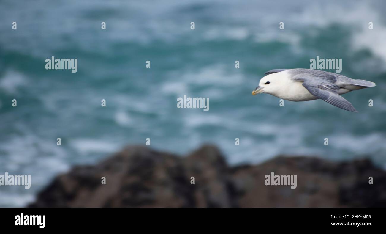 Fulmar flying by the coast in Cornwall - UK Stock Photo