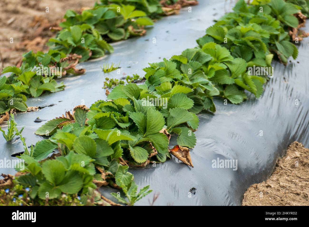 Erdbeer Pflanzen wachsen unter dem Schutz von Folie Stock Photo Alamy
