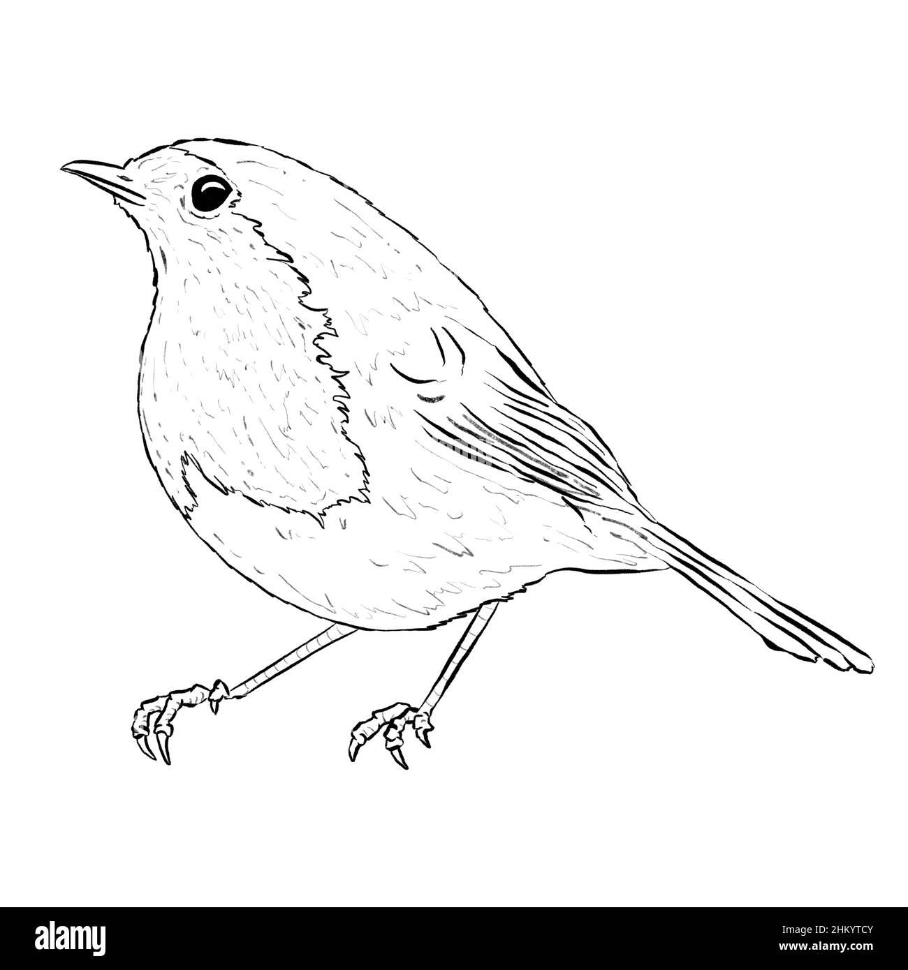 Robin Bird Line Art Logo that is Pencil Drawn on White Background Stock ...