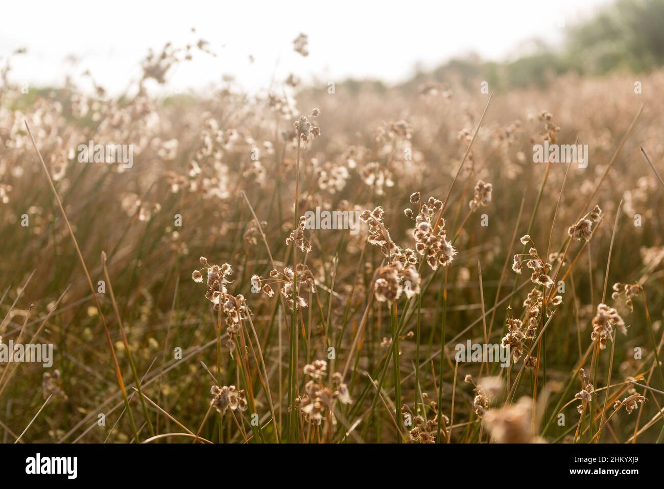 Grass field during the sunset at Bella Vista, Maldonado, Uruguay Stock Photo