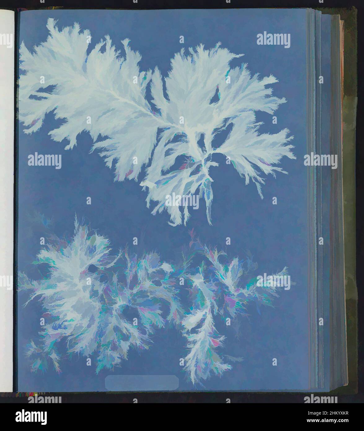 Art inspired by Conferva gracilis, Anna Atkins, United Kingdom, c. 1843 - c. 1853, photographic support, cyanotype, height 250 mm × width 200 mm, Classic works modernized by Artotop with a splash of modernity. Shapes, color and value, eye-catching visual impact on art. Emotions through freedom of artworks in a contemporary way. A timeless message pursuing a wildly creative new direction. Artists turning to the digital medium and creating the Artotop NFT Stock Photo