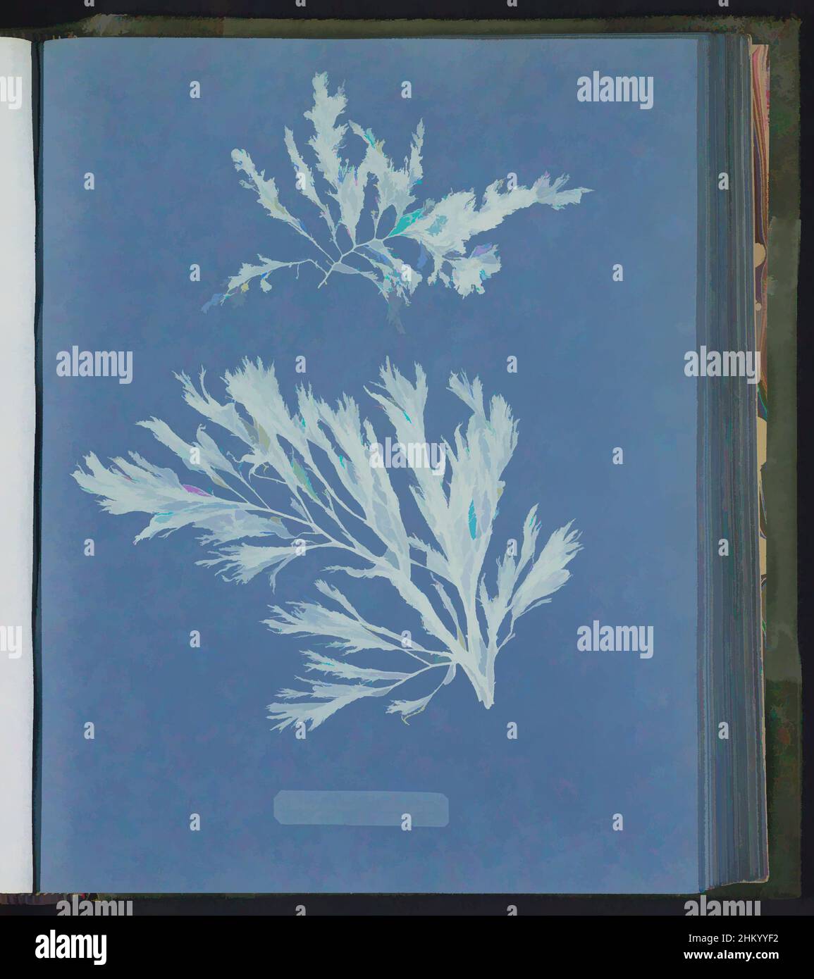 Art inspired by Polysiphonia elongata, Anna Atkins, United Kingdom, c. 1843 - c. 1853, photographic support, cyanotype, height 250 mm × width 200 mm, Classic works modernized by Artotop with a splash of modernity. Shapes, color and value, eye-catching visual impact on art. Emotions through freedom of artworks in a contemporary way. A timeless message pursuing a wildly creative new direction. Artists turning to the digital medium and creating the Artotop NFT Stock Photo