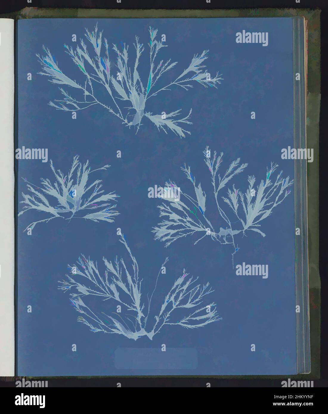 Art inspired by Rhytiphlea complanata, (Polysiphonia cristata), Anna Atkins, United Kingdom, c. 1843 - c. 1853, photographic support, cyanotype, height 250 mm × width 200 mm, Classic works modernized by Artotop with a splash of modernity. Shapes, color and value, eye-catching visual impact on art. Emotions through freedom of artworks in a contemporary way. A timeless message pursuing a wildly creative new direction. Artists turning to the digital medium and creating the Artotop NFT Stock Photo