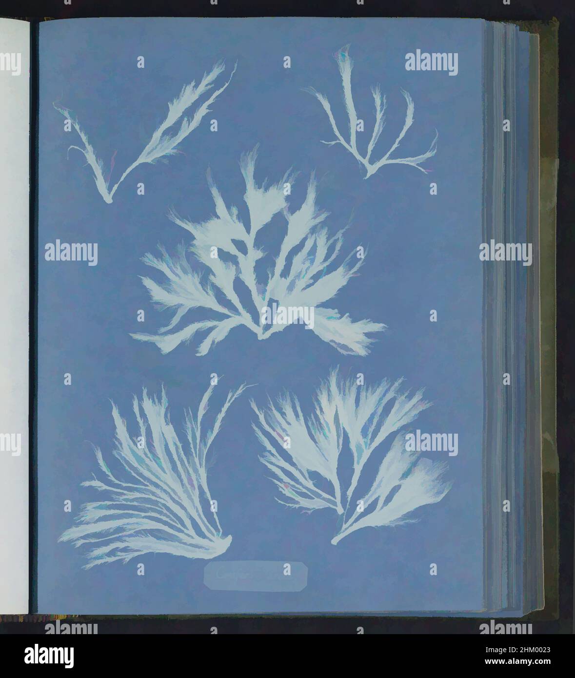 Art inspired by Conferva arcta, Anna Atkins, United Kingdom, c. 1843 - c. 1853, photographic support, cyanotype, height 250 mm × width 200 mm, Classic works modernized by Artotop with a splash of modernity. Shapes, color and value, eye-catching visual impact on art. Emotions through freedom of artworks in a contemporary way. A timeless message pursuing a wildly creative new direction. Artists turning to the digital medium and creating the Artotop NFT Stock Photo