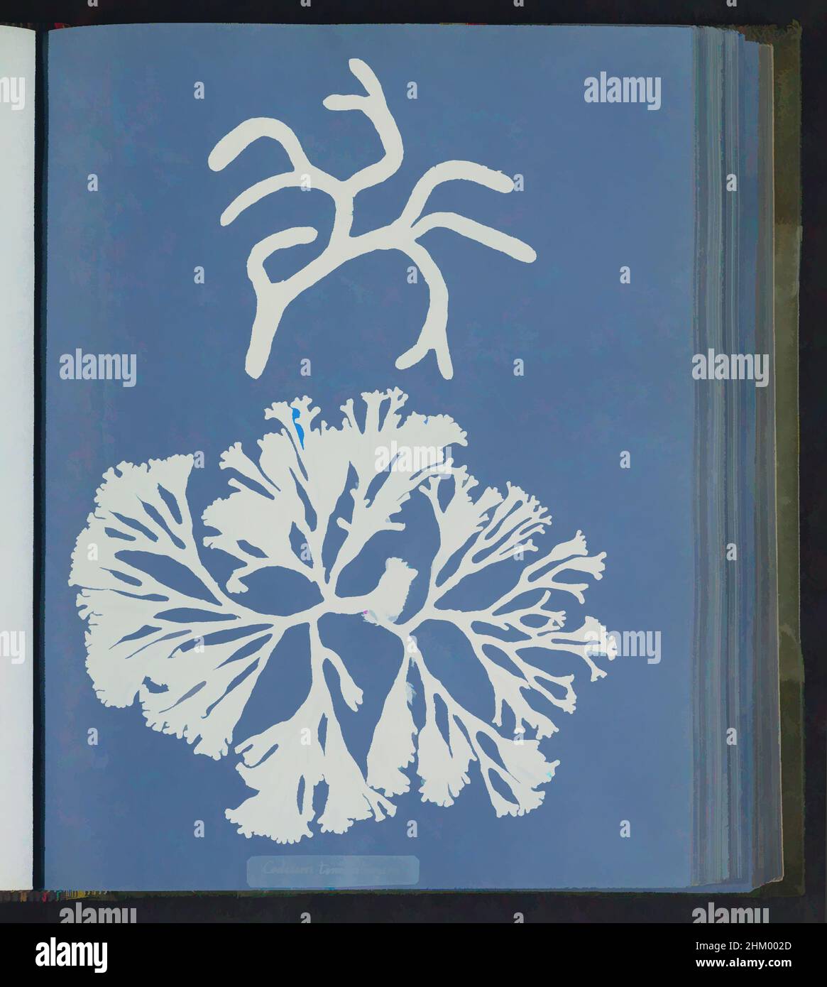 Art inspired by Codium tomentosum, Anna Atkins, United Kingdom, c. 1843 - c. 1853, photographic support, cyanotype, height 250 mm × width 200 mm, Classic works modernized by Artotop with a splash of modernity. Shapes, color and value, eye-catching visual impact on art. Emotions through freedom of artworks in a contemporary way. A timeless message pursuing a wildly creative new direction. Artists turning to the digital medium and creating the Artotop NFT Stock Photo