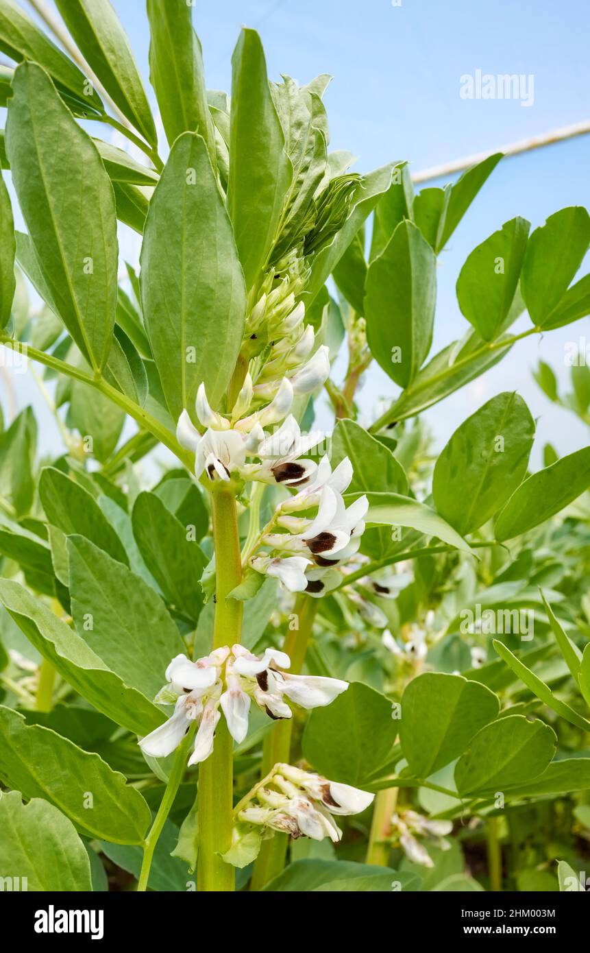 Close up picture of flowering broad bean (Vicia faba) in a greenhouse, selective focus. Stock Photo