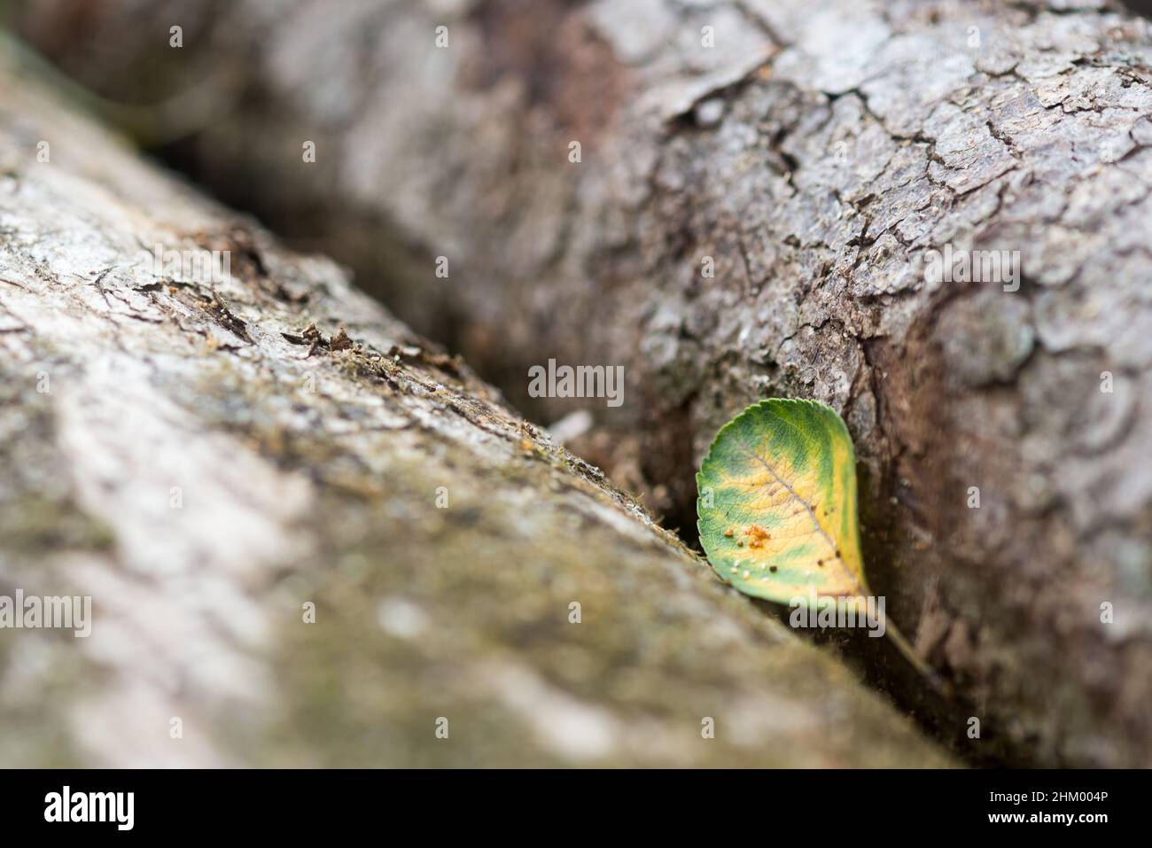 A lonely green leaf between two logs. Stock Photo