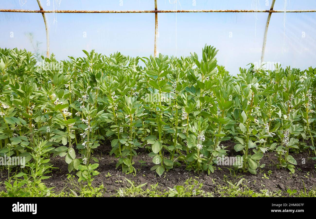 Flowering broad bean (Vicia faba) in a greenhouse. Stock Photo