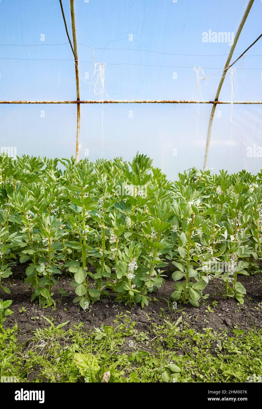 Flowering broad bean (Vicia faba) in a greenhouse. Stock Photo