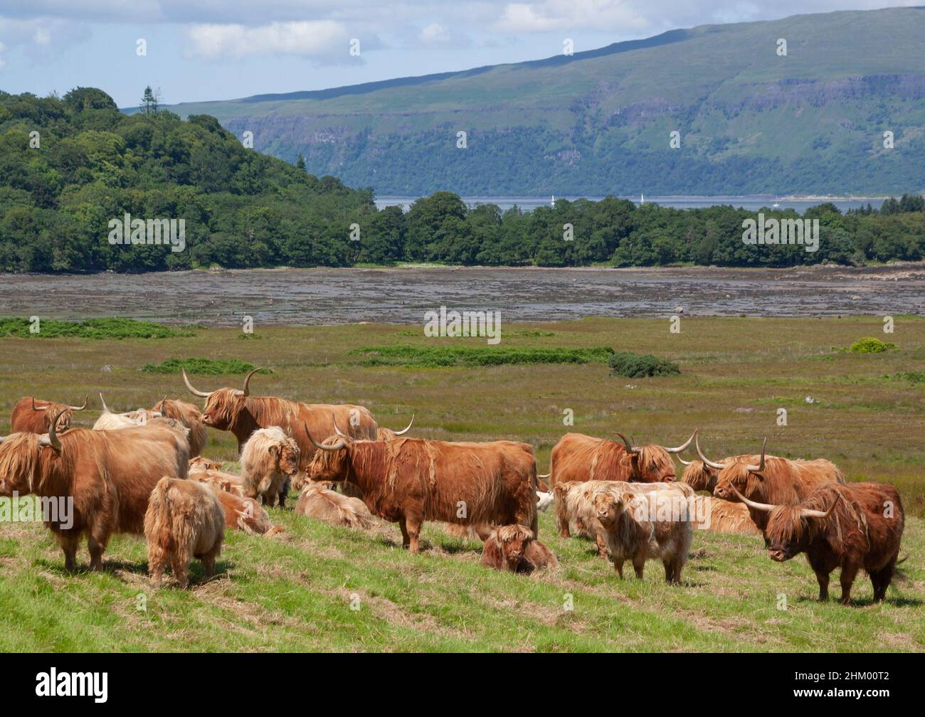 Long horned highland cattle ggrazing in field overlooking the sea on the Isle of Mull, Inner Hebrides, Scottish Highlands, Scotland, UK, Europe Stock Photo