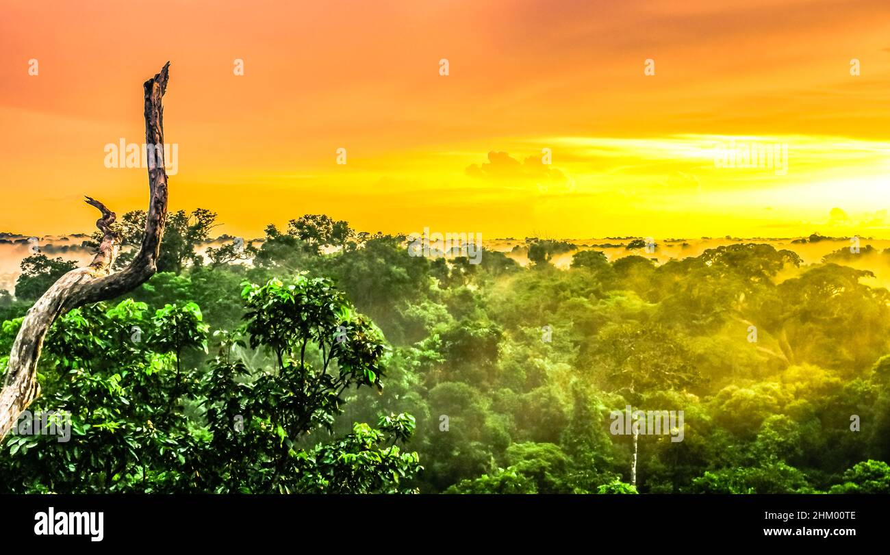 Amazon rainforest trees columbia hires stock photography and images