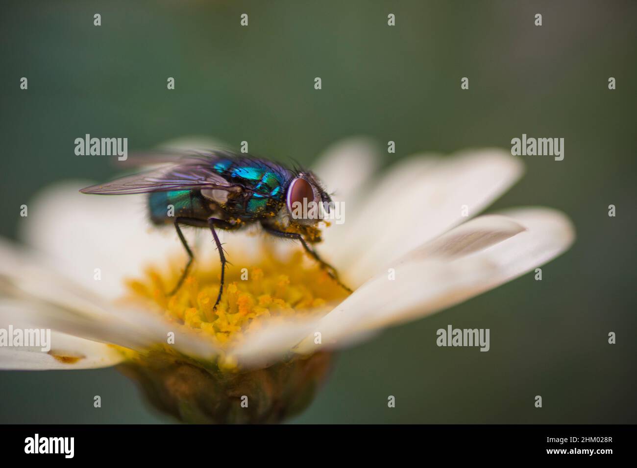 Fly (musca domestica), mosca, diptera, muscidae standing over a white and yellow flower. Macro shot. Stock Photo