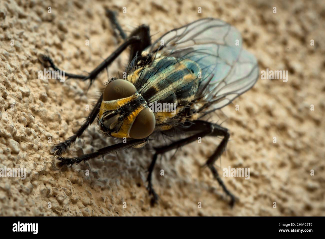Close up macro photography of a fly, musca domestica, muscidae in a wall Stock Photo