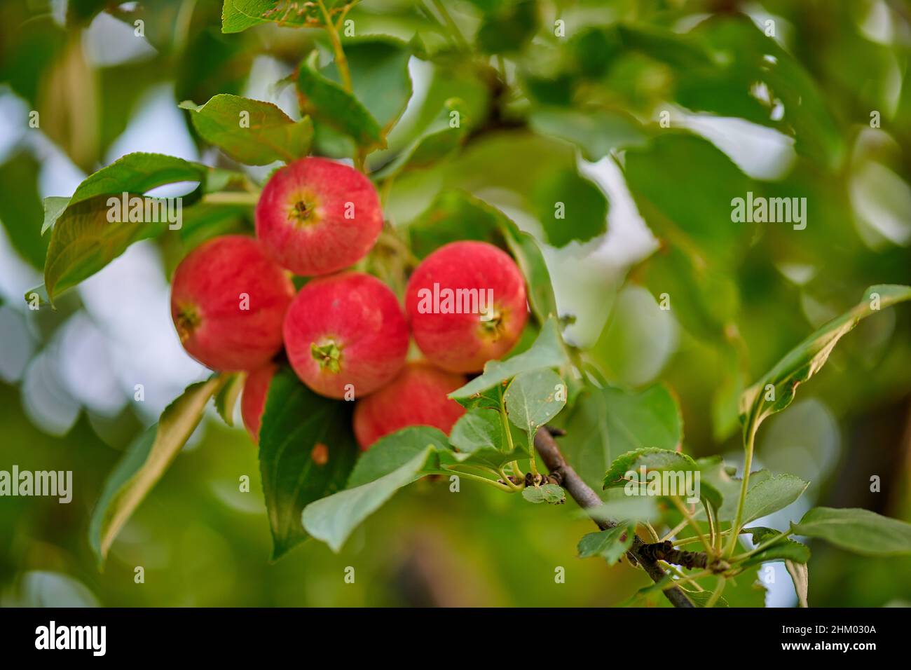 red apples hang on the apple tree Stock Photo - Alamy