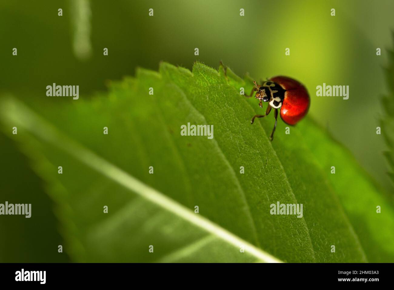 Little red ladybug hi-res stock photography and images - Alamy