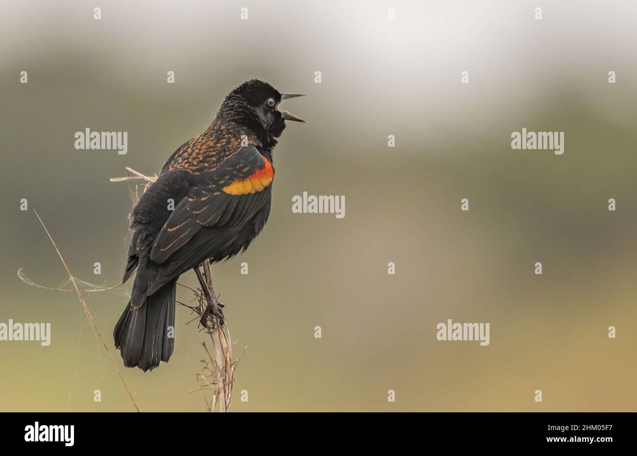 Red-shouldered blackbird perched on a wooden twig on a blurred background Stock Photo