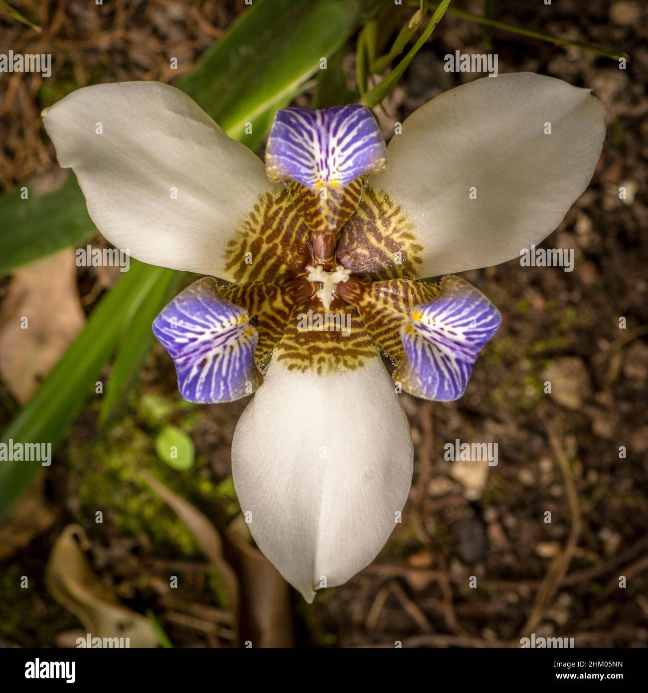 Symmetrical centered shot of lily´s  flower, neomarica gracilis,  from above. Stock Photo