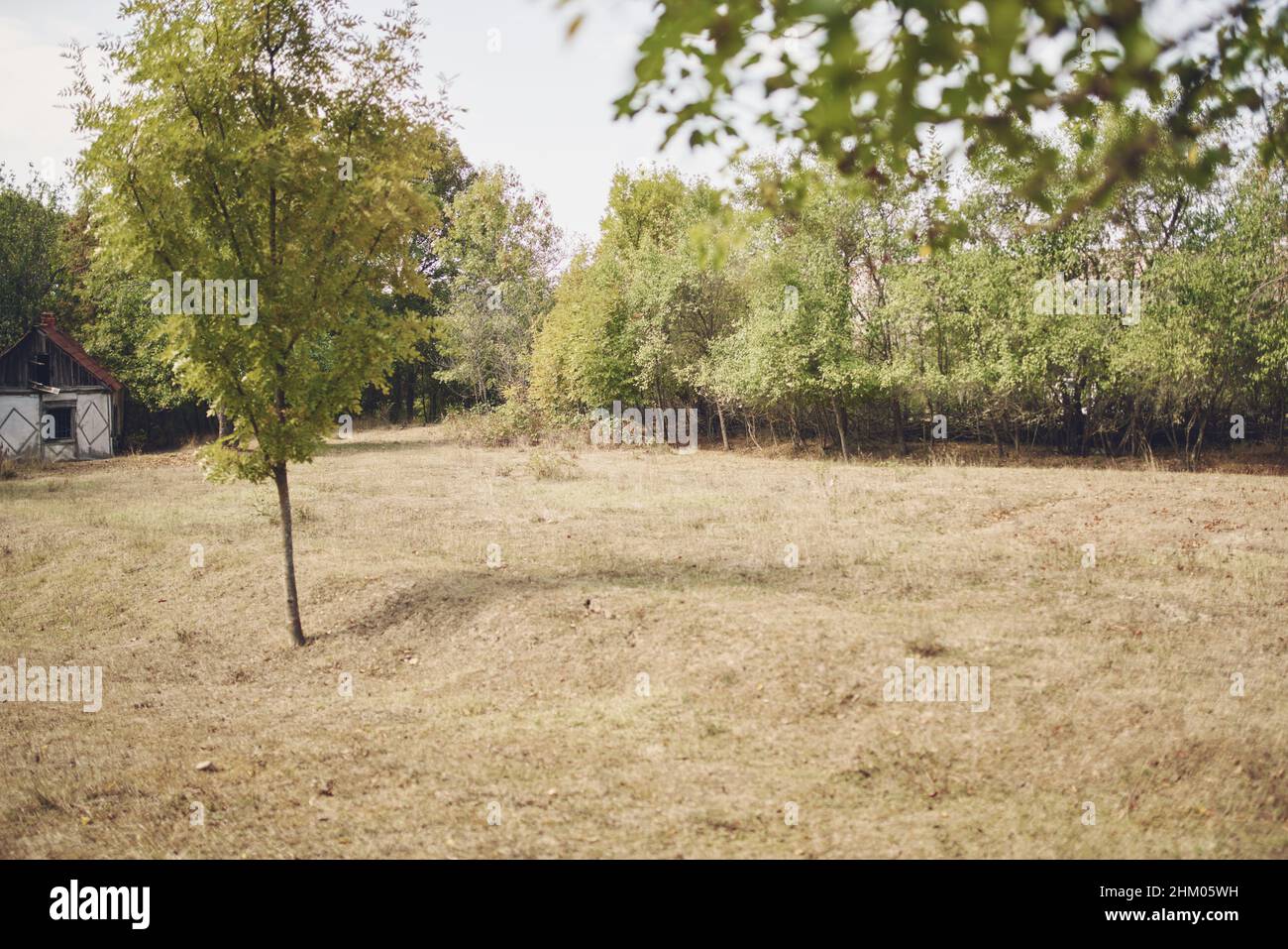 Green trees grass field nature park garden Stock Photo - Alamy