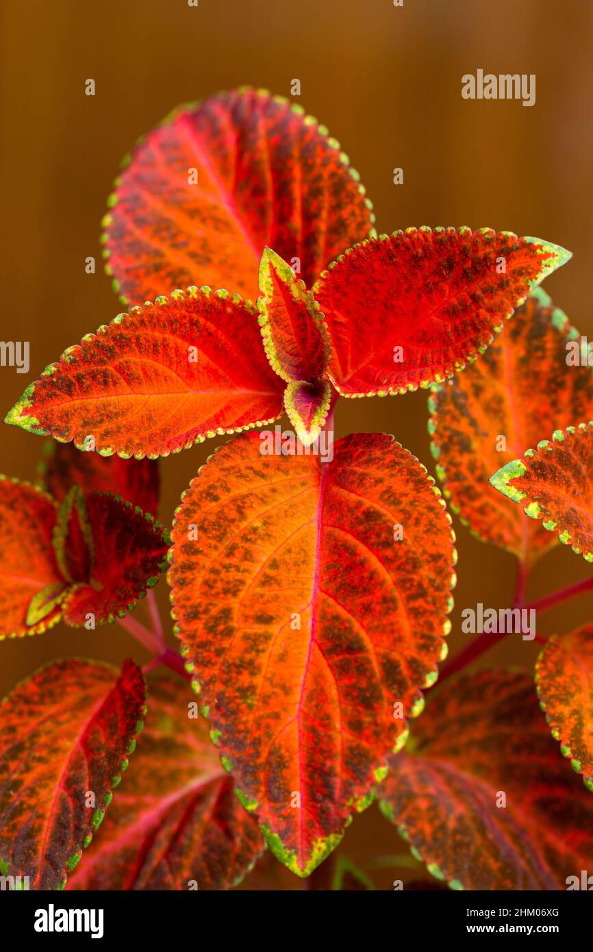 Coleus with velvet red leaves Stock Photo