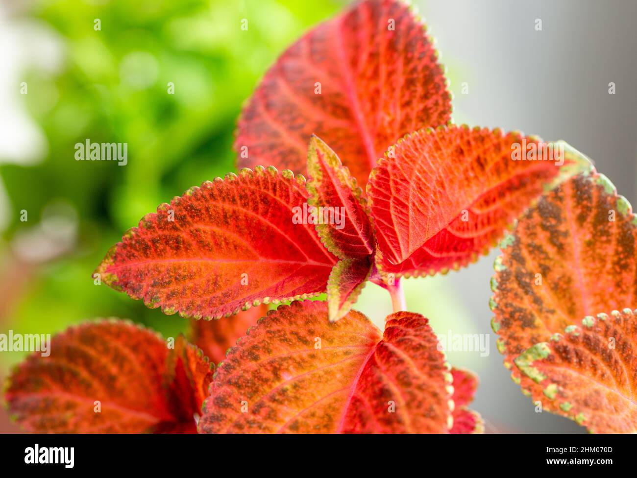 Coleus with velvet red leaves Stock Photo