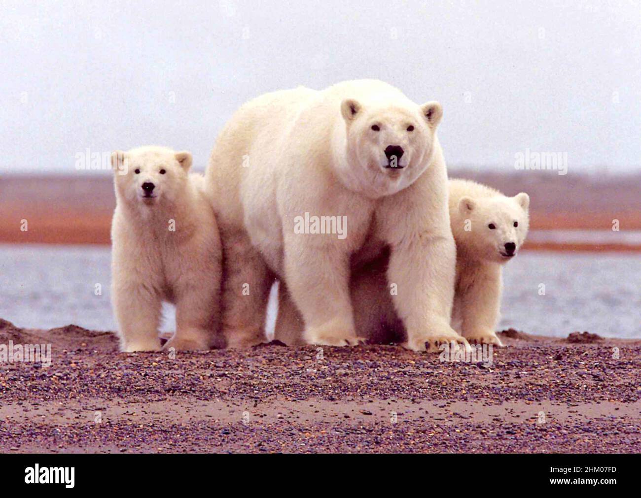 Female Polar Bear with young cubs - Ursus maritimus Stock Photo